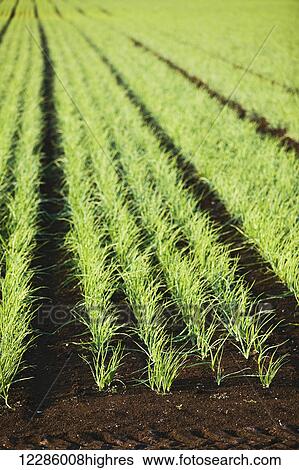 Stock Photograph - Field of onions, Hollard Marsh; Bradford, Ontario, Canada. Fotosearch