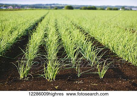 Stock Photograph - Field of onions, Hollard Marsh; Bradford, Ontario, Canada. Fotosearch