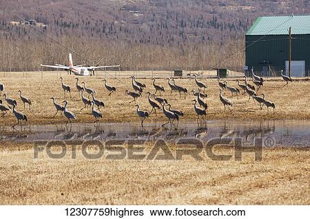 Field of Sandhill Cranes, Southcentral Alaska. Spring. View Large Photo Image Stock Photograph - Field of Sandhill Cranes, Southcentral Alaska. Spring.. Fotosearch