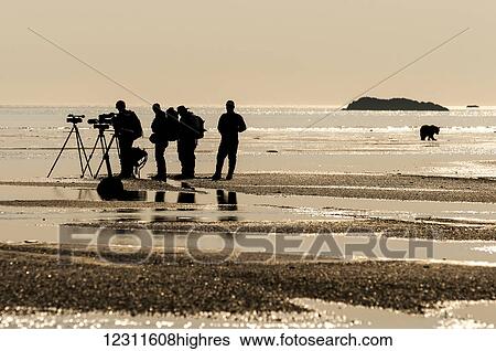 Stock Photograph - Film crew and Brown bear on the beach at sunset, Katmai National Park, Southwest Alaska, USA. Fotosearch