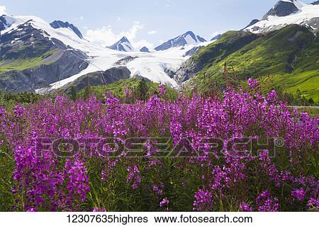 Fireweed blooming in Summer with Worthington Glacier showing in background. Richardson Hwy on way to Valdez north of Thompson Pass. Southcentral Alaska. View Large Photo Image Stock Photograph - Fireweed blooming in Summer with Worthington Glacier showing in background. Richardson Hwy on way to Valdez north of Thompson Pass. Southcentral Alaska.. Fotosearch