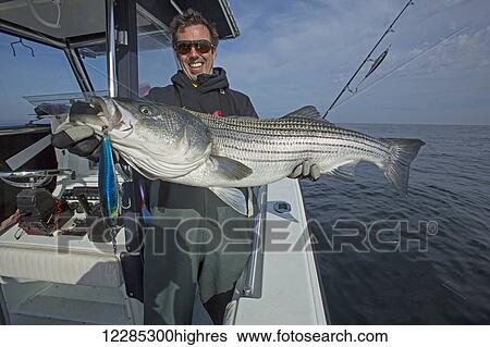 Fisherman holding a fresh caught Striped Bass; Cape Cod, Massachusetts, United States of America View Large Photo Image Stock Photograph - Fisherman holding a fresh caught Striped Bass; Cape Cod, Massachusetts, United States of America. Fotosearch