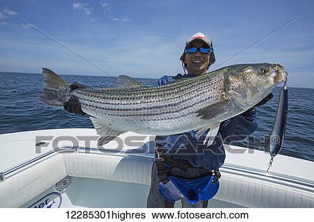 Stock Photograph - Fisherman holding a fresh caught Striped Bass (Morone saxatilis); Cape Cod, Massachusetts, United States of America. Fotosearch