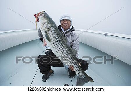 Fisherman holding a fresh caught Striped Bass; Cape Cod, Massachusetts, United States of America View Large Photo Image Stock Photograph - Fisherman holding a fresh caught Striped Bass; Cape Cod, Massachusetts, United States of America. Fotosearch
