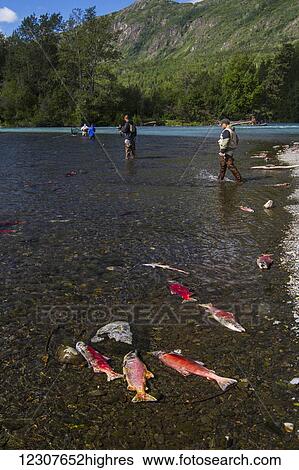 Stock Photograph - Fishermen in the Russian River fishing with spawned out Red Salmon lying dead in the foreground, Kenai Peninsula, Southcentral Alaska, USA. Fotosearch