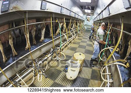 Stock Photograph - Fisheye view of milkers attending to Holsteins in automated milking parlor; Grantsburg, Wisconsin, United States of America. Fotosearch