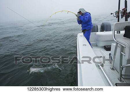 Stock Photograph - Fishing for Striped Bass (Morone saxatilis); Cape Cod, Massachusetts, United States of America. Fotosearch
