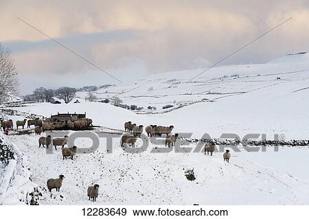 Flock of sheep around a feeder in winter; Penyghent, North Yorkshire, England View Large Photo Image Stock Photo - Flock of sheep around a feeder in winter; Penyghent, North Yorkshire, England. Fotosearch