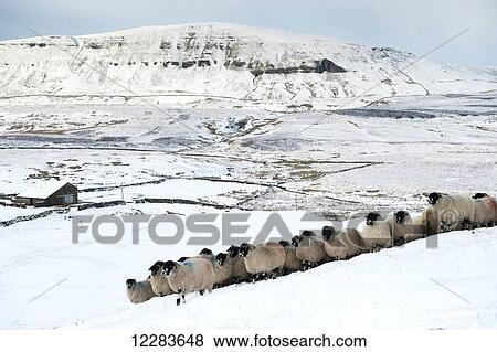 Flock of sheep travel over a snowy hill; Penyghent, North Yorkshire, England View Large Photo Image Stock Photo - Flock of sheep travel over a snowy hill; Penyghent, North Yorkshire, England. Fotosearch