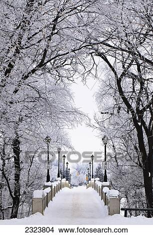 Picture - Footbridge in Assiniboine Park, trees covered in hoar frost; Winnipeg, Manitoba, Canada. Fotosearch