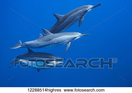 Four spinner dolphin (Stenella longirostris) off the island of Lanai; Hawaii, United States of America View Large Photo Image Stock Photograph - Four spinner dolphin (Stenella longirostris) off the island of Lanai; Hawaii, United States of America. Fotosearch