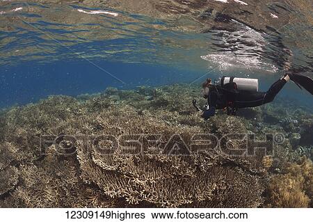 Stock Photograph - Fragile hard coral dominates this shallow reef scene with a diver; Wakatobi, Indonesia. Fotosearch