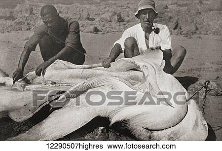 Frederick Albert Mitchell-Hedges, aka Mike Hedges, 1882 - 1959. English adventurer, traveler, and writer. Seen here in the 1920's with a gigantic shovel nose shark which he caught off Panama Bay. From Heroes of Modern Adventure, published 1927 View Large Photo Image Stock Photograph - Frederick Albert Mitchell-Hedges, aka Mike Hedges, 1882 - 1959. English adventurer, traveler, and writer. Seen here in the 1920's with a gigantic shovel nose shark which he caught off Panama Bay. From Heroes of Modern Adventure, published 1927. Fotosearch