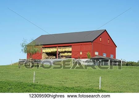 Stock Photograph - Freshly painted amish barn with tobacco drying in the sun; Lititz, Pennsylvania, United States of America. Fotosearch