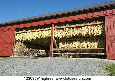 Freshly painted amish barn with tobacco drying in the sun; Lititz, Pennsylvania, United States of America View Large Photo Image Stock Photograph - Freshly painted amish barn with tobacco drying in the sun; Lititz, Pennsylvania, United States of America. Fotosearch