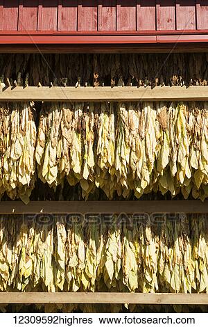 Freshly painted amish barn with tobacco drying in the sun; Lititz, Pennsylvania, United States of America View Large Photo Image Stock Photograph - Freshly painted amish barn with tobacco drying in the sun; Lititz, Pennsylvania, United States of America. Fotosearch