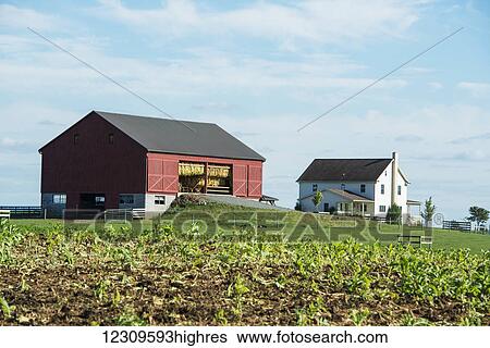 Freshly painted amish barn with tobacco drying in the sun; Lititz, Pennsylvania, United States of America View Large Photo Image Stock Photograph - Freshly painted amish barn with tobacco drying in the sun; Lititz, Pennsylvania, United States of America. Fotosearch