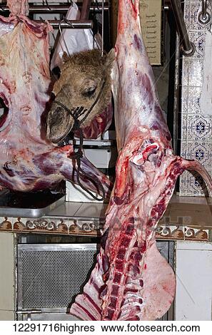 Stock Photograph - Furry camel head hangs between two camel carcasses; Agadir, Morocco. Fotosearch
