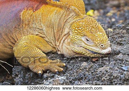 Stock Photograph - Galapagos land iguana (Conolophus subcristatus) is one of three species of the genus Conolophus and is endemic to the Ecuador. Fotosearch