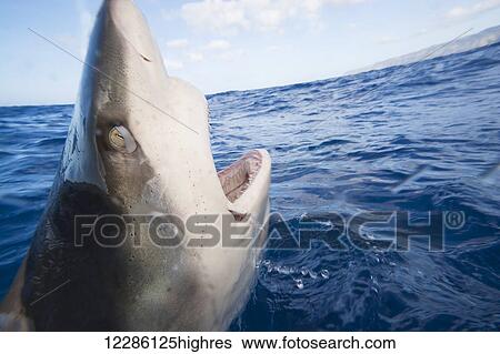 Stock Photograph - Galapagos shark (Carcharhinus galapagensis) can reach twelve feet in length and is listed as potentially dangerous; Hawaii, United States of America. Fotosearch