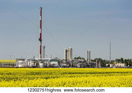 Gas plant with large red and white striped stack with a flowering canola field in the foreground and blue sky; Acme, Alberta, Canada View Large Photo Image Stock Photograph - Gas plant with large red and white striped stack with a flowering canola field in the foreground and blue sky; Acme, Alberta, Canada. Fotosearch