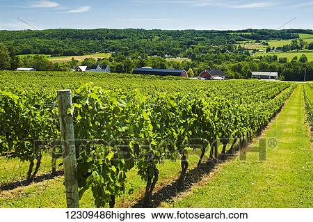 Stock Photograph - Gasperau Valley vineyards, near Wolfville; Nova Scotia, Canada. Fotosearch