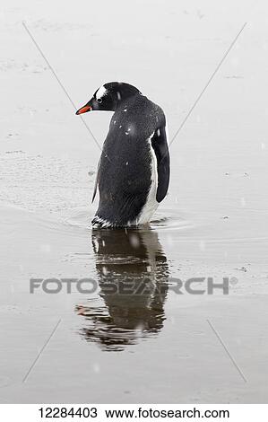 Gentoo Penguin chick (Pygoscelis papua) at Port Lockroy; Antarctica View Large Photo Image Stock Image - Gentoo Penguin chick (Pygoscelis papua) at Port Lockroy; Antarctica. Fotosearch