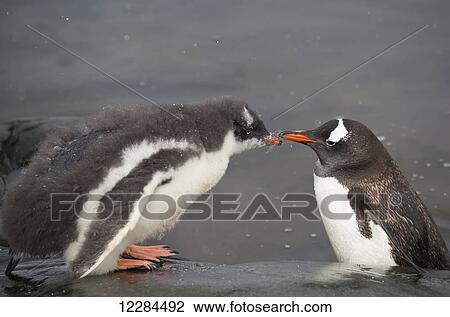 Stock Image - Gentoo Penguin chicks (Pygoscelis papua) at Port Lockroy, Antarctic Peninsula; Antarctica. Fotosearch
