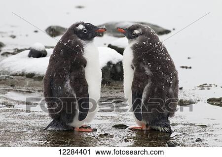 Stock Image - Gentoo Penguin chicks waiting for parent (Pygoscelis papua) at Port Lockroy; Antarctica. Fotosearch