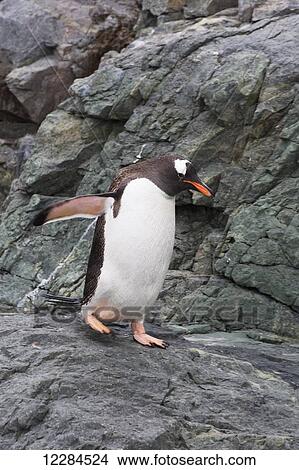 Gentoo Penguin (Pygoscelis papua) at Port Lockroy, Antarctic Peninsula; Antarctica View Large Photo Image Picture - Gentoo Penguin (Pygoscelis papua) at Port Lockroy, Antarctic Peninsula; Antarctica. Fotosearch