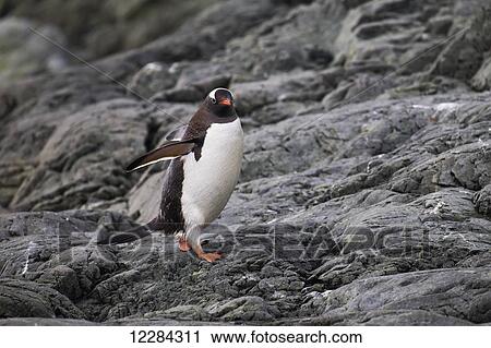 Gentoo Penguin (Pygoscelis papua) at Port Lockroy, Antarctic Peninsula; Antarctica View Large Photo Image Stock Image - Gentoo Penguin (Pygoscelis papua) at Port Lockroy, Antarctic Peninsula; Antarctica. Fotosearch