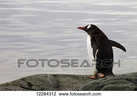 Gentoo Penguin (Pygoscelis papua) at Port Lockroy, Antarctic Peninsula; Antarctica View Large Photo Image Stock Image - Gentoo Penguin (Pygoscelis papua) at Port Lockroy, Antarctic Peninsula; Antarctica. Fotosearch