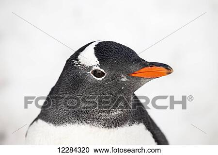 Stock Image - Gentoo Penguin (Pygoscelis papua) at Port Lockroy, Antarctic Peninsula; Antarctica. Fotosearch