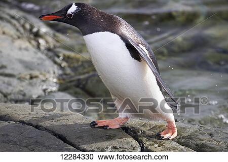 Stock Image - Gentoo Penguin (Pygoscelis papua) at Almirante Brown Antarctic Base, Antarctic Peninsula; Antarctica. Fotosearch