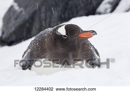 Stock Image - Gentoo Penguin (Pygoscelis papua) at Port Lockroy; Antarctica. Fotosearch