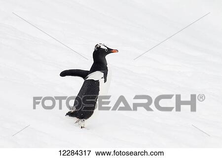 Stock Photo - Gentoo Penguin (Pygoscelis papua) at Port Lockroy, Antarctic Peninsula; Antarctica. Fotosearch