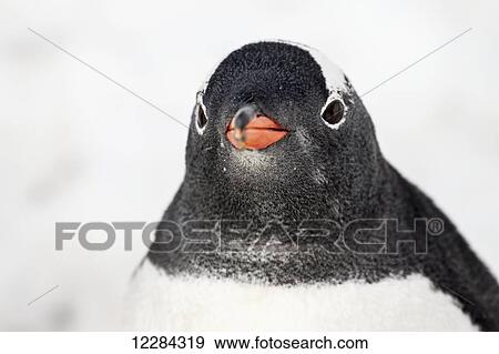 Gentoo Penguin (Pygoscelis papua) at Port Lockroy, Antarctic Peninsula; Antarctica View Large Photo Image Stock Photo - Gentoo Penguin (Pygoscelis papua) at Port Lockroy, Antarctic Peninsula; Antarctica. Fotosearch