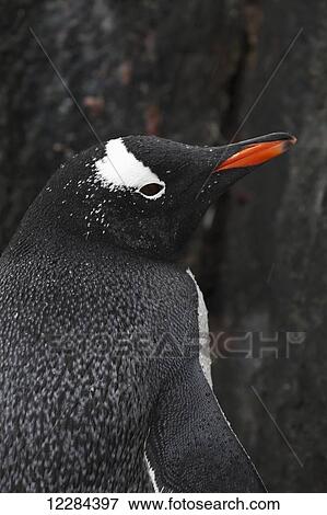 Gentoo Penguin (Pygoscelis papua) at Port Lockroy, Antarctic Peninsula; Antarctica View Large Photo Image Stock Photo - Gentoo Penguin (Pygoscelis papua) at Port Lockroy, Antarctic Peninsula; Antarctica. Fotosearch