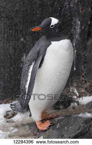 Gentoo Penguin (Pygoscelis papua) at Port Lockroy, Antarctic Peninsula; Antarctica View Large Photo Image Stock Photograph - Gentoo Penguin (Pygoscelis papua) at Port Lockroy, Antarctic Peninsula; Antarctica. Fotosearch