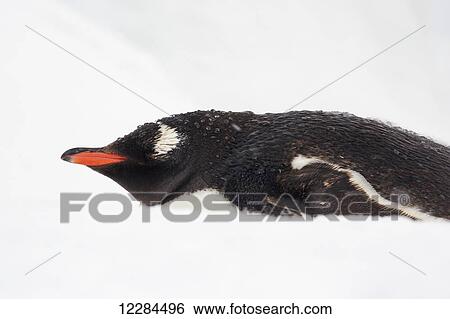 Gentoo Penguin (Pygoscelis papua) at Port Lockroy, Antarctic Peninsula; Antarctica View Large Photo Image Stock Photograph - Gentoo Penguin (Pygoscelis papua) at Port Lockroy, Antarctic Peninsula; Antarctica. Fotosearch
