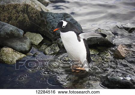 Gentoo Penguin (Pygoscelis papua) at Yelcho Base (Chile) in Paradise Harbour, Antarctic Peninsula; Antarctica View Large Photo Image Stock Photograph - Gentoo Penguin (Pygoscelis papua) at Yelcho Base (Chile) in Paradise Harbour, Antarctic Peninsula; Antarctica. Fotosearch