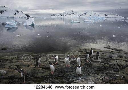 Gentoo Penguin (Pygoscelis papua) at Almirante Brown Antarctic Base, Antarctic Peninsula; Antarctica View Large Photo Image Stock Photograph - Gentoo Penguin (Pygoscelis papua) at Almirante Brown Antarctic Base, Antarctic Peninsula; Antarctica. Fotosearch