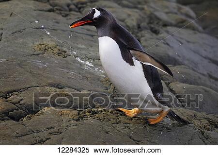 Stock Photography - Gentoo Penguin (Pygoscelis papua) at Almirante Brown Antarctic Base, Antarctic Peninsula; Antarctica. Fotosearch