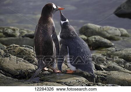 Gentoo Penguin (Pygoscelis papua) chick begging to be fed at Almirante Brown Antarctic Base, Antarctic Peninsula; Antarctica View Large Photo Image Stock Photograph - Gentoo Penguin (Pygoscelis papua) chick begging to be fed at Almirante Brown Antarctic Base, Antarctic Peninsula; Antarctica. Fotosearch