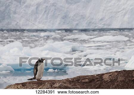 Gentoo Penguin (Pygoscelis papua) in Neko Harbor, Antarctic Peninsula; Antarctica View Large Photo Image Stock Image - Gentoo Penguin (Pygoscelis papua) in Neko Harbor, Antarctic Peninsula; Antarctica. Fotosearch