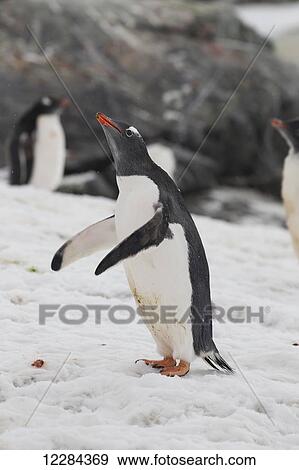 Gentoo Penguin (Pygoscelis papua) on Argentine Islands near Lemaire Channel, Antarctic Peninsula; Antarctica View Large Photo Image Stock Photo - Gentoo Penguin (Pygoscelis papua) on Argentine Islands near Lemaire Channel, Antarctic Peninsula; Antarctica. Fotosearch