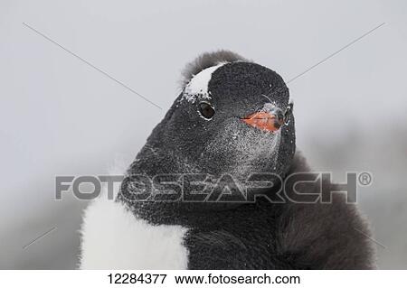 Stock Photo - Gentoo Penguin (Pygoscelis papua) on Petermann Island, Antarctic Peninsula; Antarctic. Fotosearch