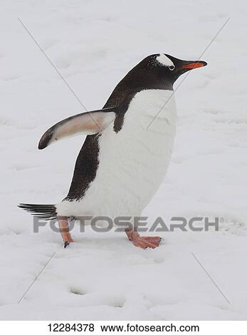 Gentoo Penguin (Pygoscelis papua) on Petermann Island, Antarctic Peninsula; Antarctica View Large Photo Image Stock Photo - Gentoo Penguin (Pygoscelis papua) on Petermann Island, Antarctic Peninsula; Antarctica. Fotosearch