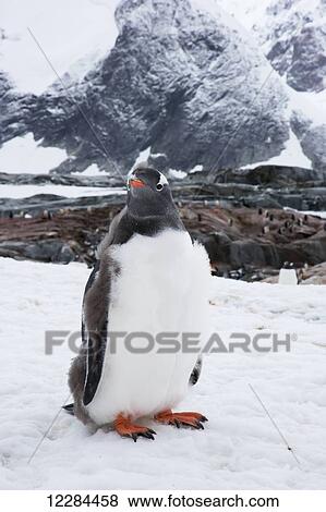 Gentoo Penguin (Pygoscelis papua) on Petermann Island, Antarctic Peninsula; Antarctica View Large Photo Image Stock Photo - Gentoo Penguin (Pygoscelis papua) on Petermann Island, Antarctic Peninsula; Antarctica. Fotosearch