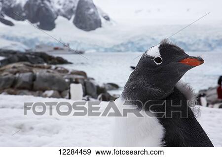 Gentoo Penguin (Pygoscelis papua) on Petermann Island, Antarctic Peninsula; Antarctica View Large Photo Image Stock Photo - Gentoo Penguin (Pygoscelis papua) on Petermann Island, Antarctic Peninsula; Antarctica. Fotosearch